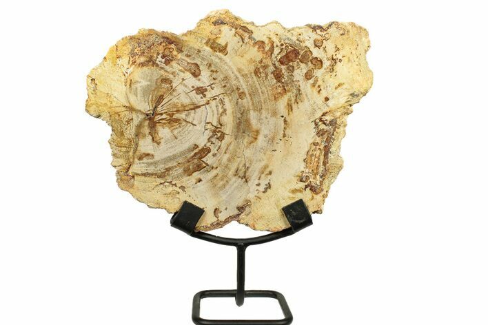 Petrified Wood (Tropical Hardwood) Slab with Stand - Indonesia #271175